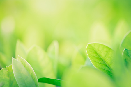 Close up beautiful view of nature green leaves on blurred greenery tree background with sunlight in public garden park. It is landscape ecology and copy space for wallpaper and backdrop.の写真素材