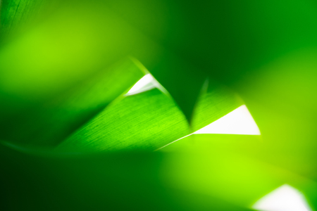Close up beautiful view of nature green leaves on blurred greenery tree background with sunlight in public garden park. It is landscape ecology and copy space for wallpaper and backdrop.の写真素材