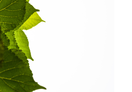 Isolated of top of tree branch and green leaf on white background. Greenery concept of wallpaper and backdrop use for decorate website and magazine.-Full frame image.の写真素材