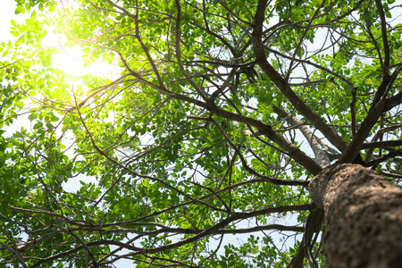 Bottom up view of tree branch and green leaf with orange sunlight in summer time.Environment and...