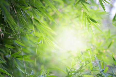 Close up beautiful view of nature bamboo leaf on blurred greenery tree background with sunlight in public garden park. It is landscape ecology and copy space for wallpaper and backdrop.-Image.の写真素材