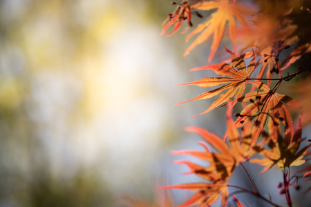Closeup beautiful view of nature orange maple  leaves  with sunlight in fall season. It is landscape...