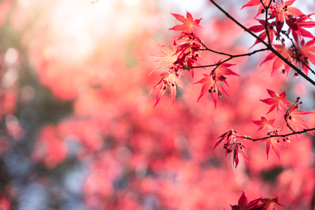Closeup natural red maple leaf with sunlight in fall season. It is landscape ecology and copy space for wallpaper and backdrop.の写真素材