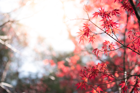 Closeup natural red maple leaf with sunlight in fall season. It is landscape ecology and copy space for wallpaper and backdrop.の写真素材