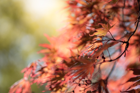 Closeup natural red maple leaf with sunlight in fall season. It is landscape ecology and copy space for wallpaper and backdrop.の写真素材