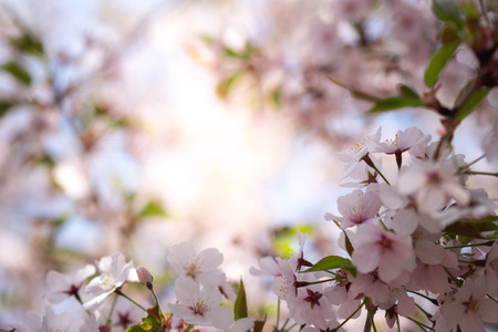 Closeup beautiful cherry blossom  or Sakura flower on nature background.-Image.の写真素材
