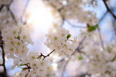 Closeup beautiful cherry blossom  or Sakura flower on nature background.-Image.