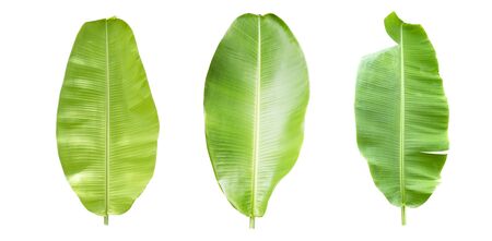 Isolate of collection banana leaf on white backgroundの写真素材
