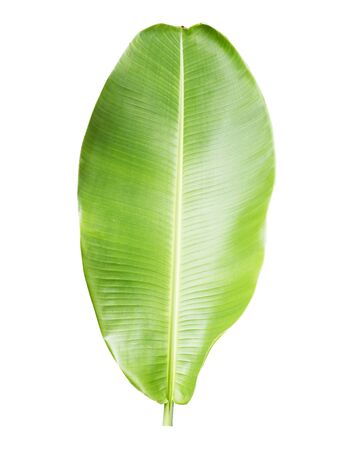 Isolate of collection banana leaf on white backgroundの写真素材