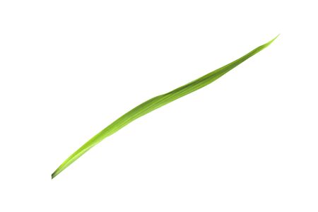 Isolated of green leaf collection on white backgroundの写真素材