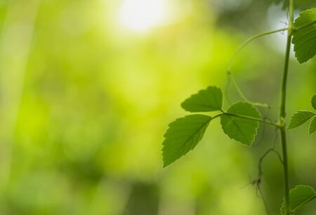 Closeup beautiful view of nature green leaf on greenery blurred background with sunlight and copy...