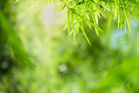 Closeup beautiful view of nature green bamboo leaf on greenery blurred background with sunlight and copy space. It is use for natural ecology summer background and fresh wallpaper concept.の写真素材