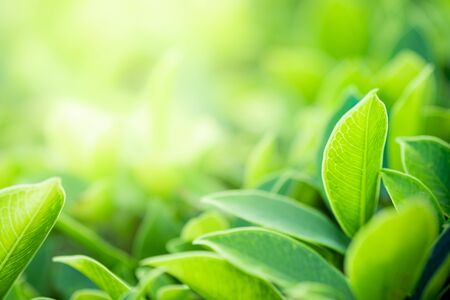 Closeup beautiful view of nature green leaves on blurred greenery tree background with sunlight in public garden park. It is landscape ecology and copy space for wallpaper and backdrop.の写真素材