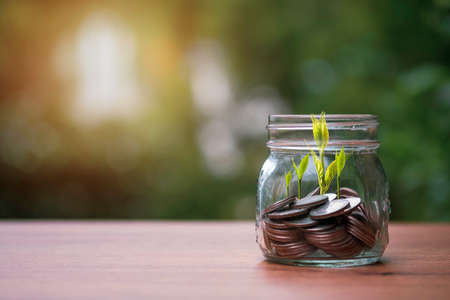 Coins inside of jar with tree growth on greenery background. Dividend and profit from saving and...