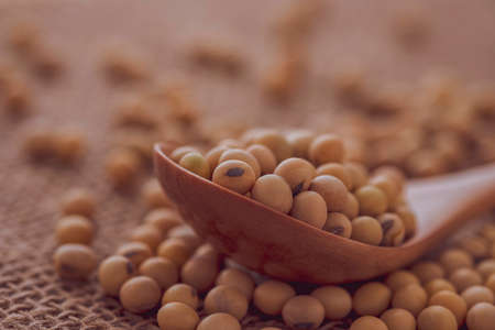 Closeup of fresh dry soybean seed in  spoon on sack background.の写真素材