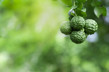 closeup bergamot with kaffir lime leaves on greenery blurred background.Bergamot is popular Thailand...