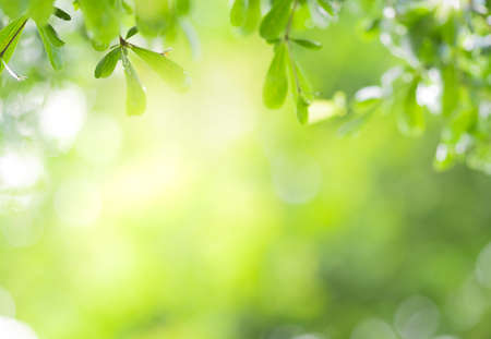 Close up view of green leaf on greenery blurred background and sunlight  in garden using for natural green plant ,ecology and copy space for wallpaper and backdrop.の写真素材