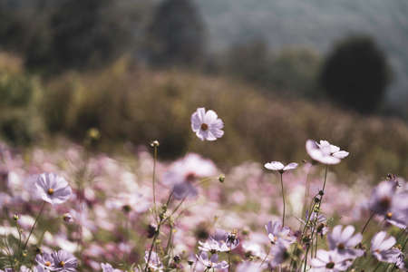 Beautiful pink cosmos flower in the garden.の写真素材