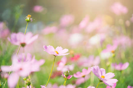 Beautiful pink cosmos flower in the garden.の写真素材