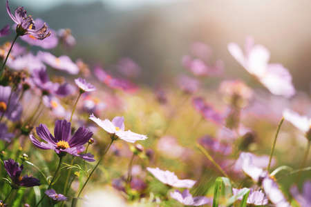 Beautiful pink cosmos flower in the garden.の写真素材