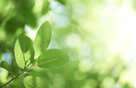 Closeup beautiful view of nature green leaf on greenery blurred background with sunlight and copy space. It is use for natural ecology summer background and fresh wallpaper concept.の写真素材