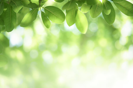 Closeup beautiful view of nature green leaf on greenery blurred background with sunlight and copy space. It is use for natural ecology summer background and fresh wallpaper concept.の写真素材