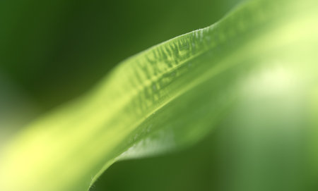 Closeup beautiful view of nature green leaf on greenery blurred background with sunlight and copy space. It is use for natural ecology summer background and fresh wallpaper concept.の写真素材