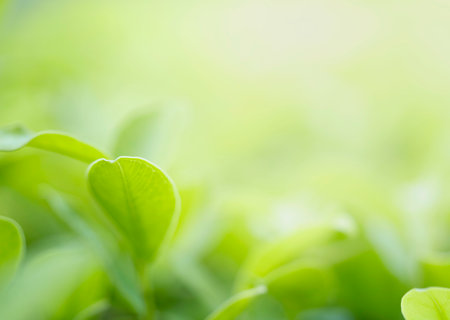 Closeup beautiful view of nature green leaf on greenery blurred background with sunlight and copy space. It is use for natural ecology summer background and fresh wallpaper concept.の写真素材