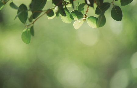 Closeup beautiful view of nature green leaf on greenery blurred background with sunlight and copy space. It is use for natural ecology summer background and fresh wallpaper concept.の写真素材