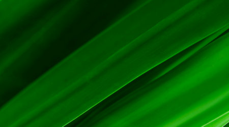 Closeup of dark green leaf with sunlight in garden and copy space for natural fresh greenery and botany background using cover page environment ecology wallpaper concept.の写真素材