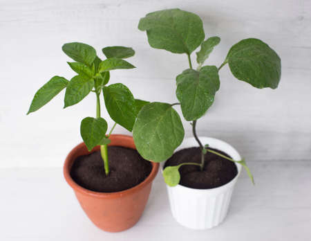 pepper and eggplant plants with water drops on the leaves, in a pot on a white backgroundの写真素材