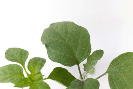 leaves plant with water drops close-up, on a white isolated background