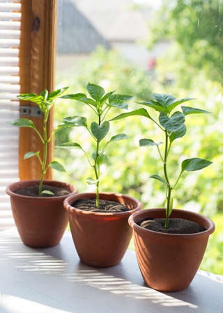 pepper plants growing in a pot on a kitchen windowsillの写真素材