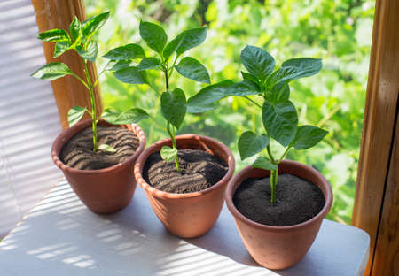 pepper plants growing in a pot on a kitchen windowsillの写真素材