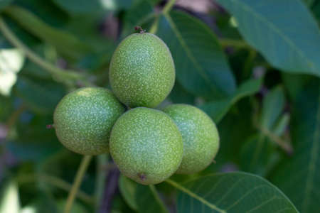 Green walnuts growing on a tree, close upの写真素材