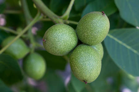 Walnuts on a tree. Green walnuts growing on a tree, close upの写真素材