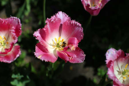 a bee on a blooming scarlet tulip with thorns on the petals, growing in a meadow in early springの写真素材