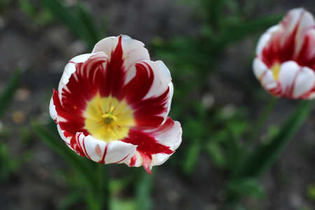 multi-colored blooming tulip flowers, different varieties, growing in a meadow in early springの写真素材