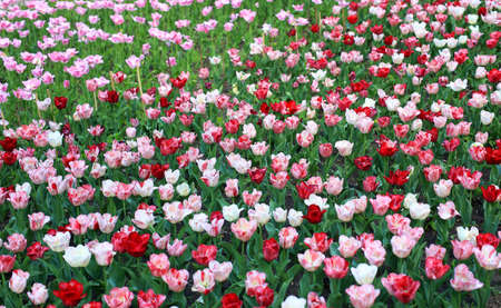 many multi-colored blooming tulip flowers, different varieties, growing in a meadow in early springの写真素材