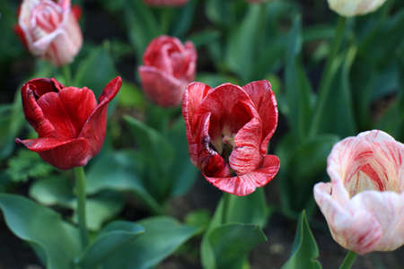 multi-colored blooming tulip flowers, different varieties, growing in a meadow in early springの写真素材