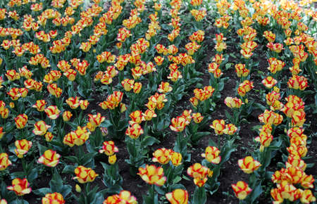 multi-colored blooming tulip flowers, different varieties, growing in a meadow in early springの写真素材
