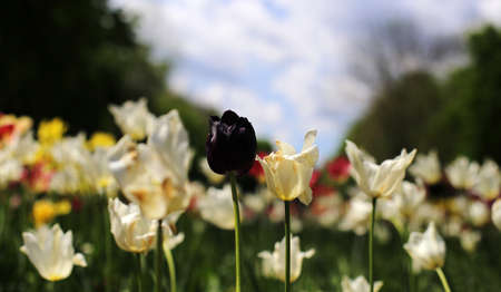 a lone black tulip grew among many white tulips, growing in a meadow in early springの写真素材