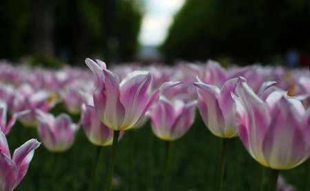 multi-colored blooming tulip flowers, different varieties, growing in a meadow in early springの写真素材