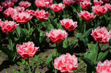 multi-colored blooming tulip flowers, with thorns on petals, growing in a meadow in early springの写真素材