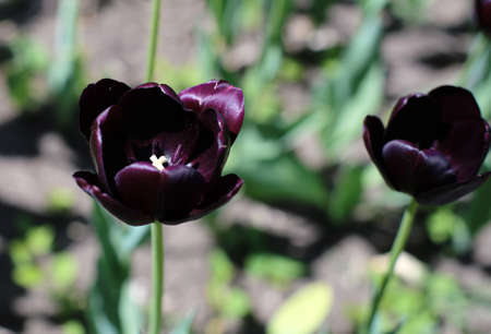 black blooming tulip flowers, different varieties, growing in a meadow in early springの写真素材