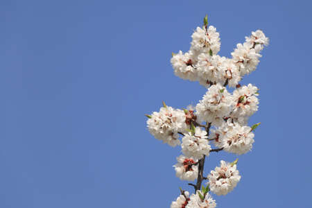 sprig of blooming apricots against a blue sky, in the spring in April.の写真素材