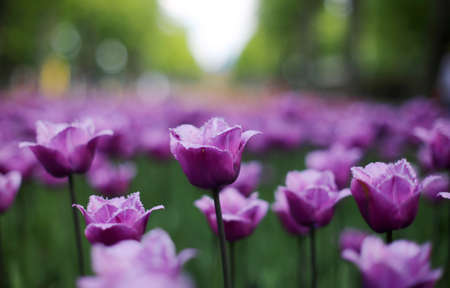 multi-colored blooming tulip flowers, different varieties, growing in a meadow in early springの写真素材