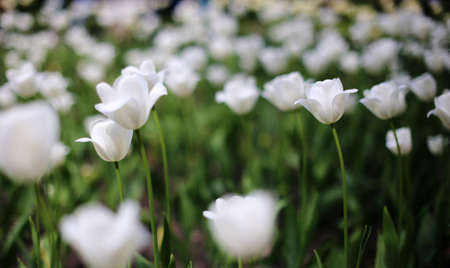 white blooming tulip flowers, different varieties, growing in a meadow in early springの写真素材