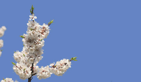 sprig of blooming apricots against a blue sky, in the spring in April.の写真素材