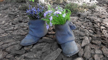spring snowdrops growing from old worn bootsの写真素材